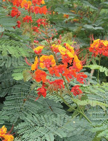 Creekside Nursery | Cuban Gold Duranta