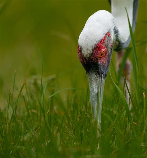 White Naped Crane | Starmind Conservation