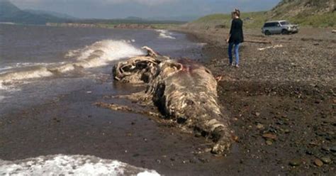 lazywrita's blog: Can You Tell What This Mysterious Creature Is As Remains Is Discovered At Bear ...