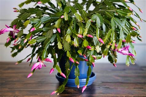 Christmas Cactus Care: More Blooms, Propagate & Identify Holiday Cacti