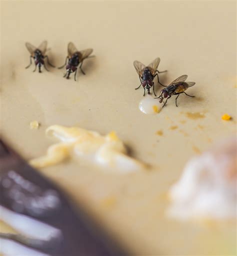 Flies 101: Information on Types of Flies & Prevention