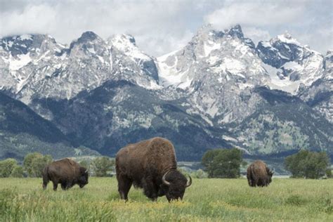 10 amazing animals that live in U.S. national parks