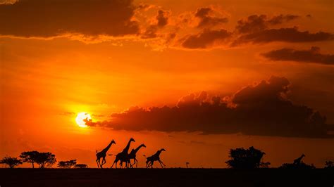 #4591229 savannah, Sun, photography, sunset, zebras, landscape, Africa ...