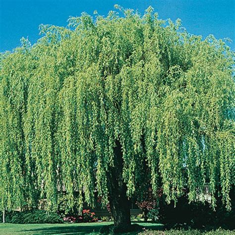 The Weeping Willow is a large, deciduous tree that thrives in moist soils. Its graceful ...