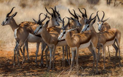 Wallpaper : nature, wildlife, Africa, impala, antelope, Springbok ...