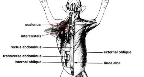 Lizard muscle reference. A drawing of the back side of a lizard's muscles. | Reference, Animal ...