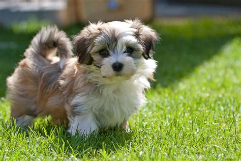 Havanese Puppies For Sale Indiana Ukc Havanese 1036 - Lex Luthor Perdedor