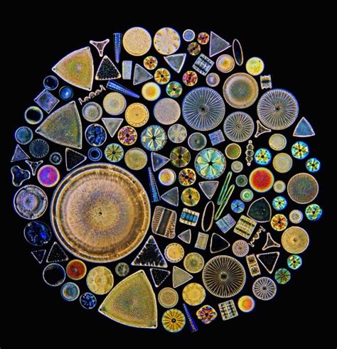 The Beautiful Microscopic World of Diatoms — Steemit | Microscopic photography, Diatom, Microscopic