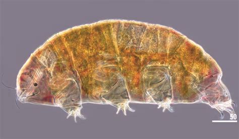 New Tardigrade Species Discovered in Kyrgyzstan | Sci.News