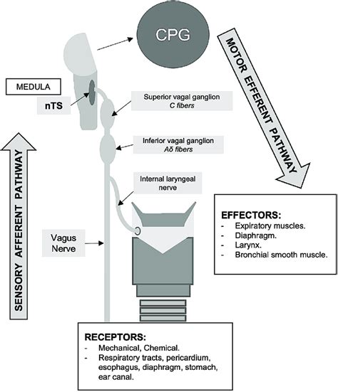 The cough reflex arc. nTS: Nucleus tractus solitarius. CPG: Central ...