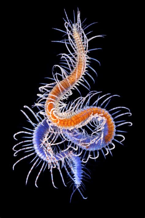 Creatures from Your Dreams and Nightmares: Unbelievable Marine Worms ...