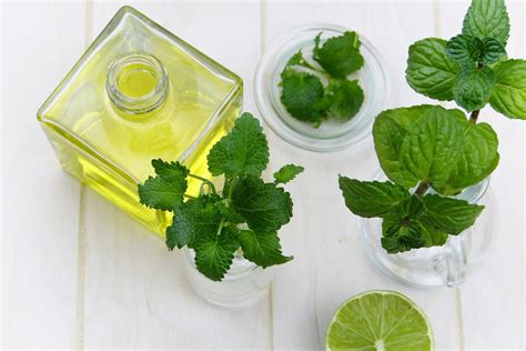 Global Catnip Oil Market Research: Global Status & Forecast By Geography, Type & Application ...