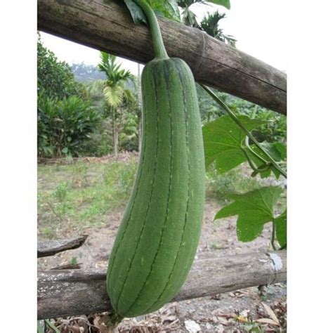 Patola Seeds Seeds, Sponge Gourd Seeds, Vegetable Seeds, Variety#013 ...