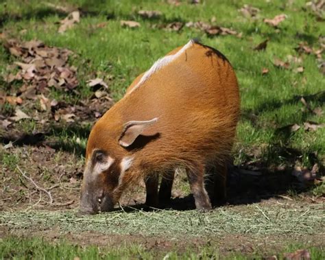 Red River Hog - Facts, Diet, Habitat & Pictures on Animalia.bio