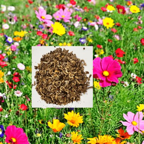 10kg Wildflower Seeds: Wholesale 10kg Wildflower Seeds