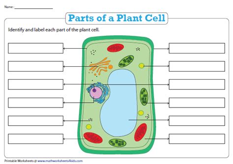 Blank Simple Plant Cell Diagram