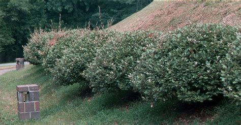 Elaeagnus × ebbingei | Landscape Plants | Oregon State University