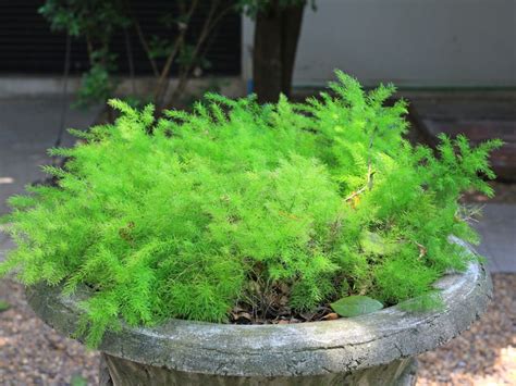 Asparagus Fern Care: How To Grow Asparagus Ferns