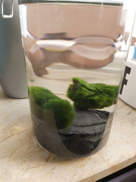 Marimo Moss Ball Care (Complete Guide) | Build Your Aquarium