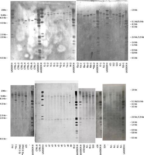 Southern blots Southern blotting of genomic DNA from 18 patients from ...