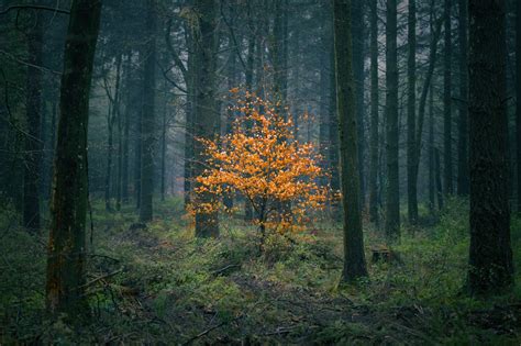 Photographing Devon In Autumn: An Introduction to Landscape Photography - 21/10/2022 – Field ...