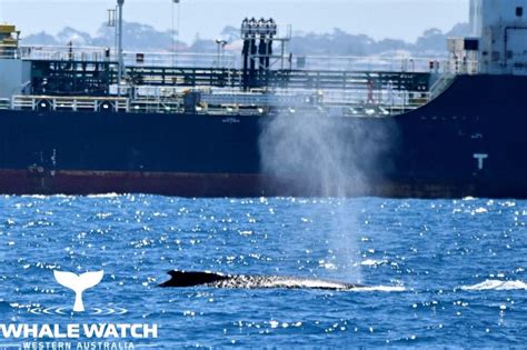 Why Do Humpback Whales Travel in Escort Pods? | Whale Watch Western Australia