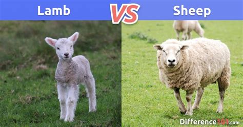 Lamb vs. Sheep: Differences, Pros & Cons, Similarities ~ Difference 101