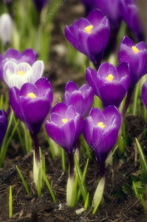 Crocus (Crocus vernus) - Stock Image - B570/1137 - Science Photo Library