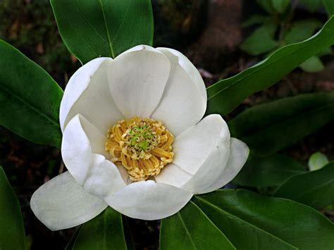 Magnoliaceae : Magnolia virginiana - Sweetbay Magnolia flo… | Flickr ...