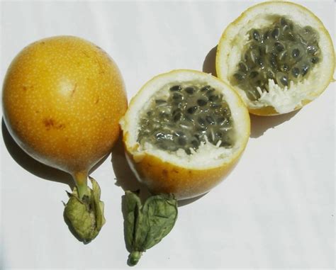 Passionfruit Sweet Granadilla Tree - Passiflora ligularis