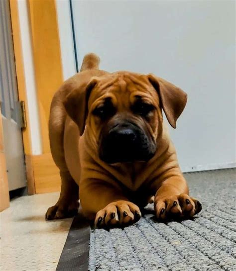 African Boerboel Puppies For Sale | Greenfield Puppies