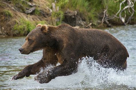 Grizzly Bear Jumping