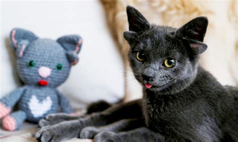 Cat Born With 4 Ears Due to Genetic Mutation Gets Adopted by Woman in ...