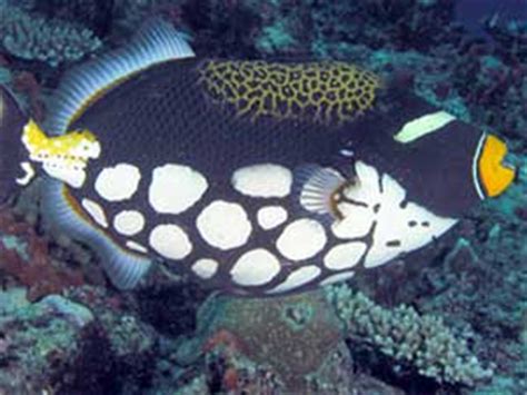 Clown Triggerfish Care - Size, Life Span, Tank Mates, Breeding