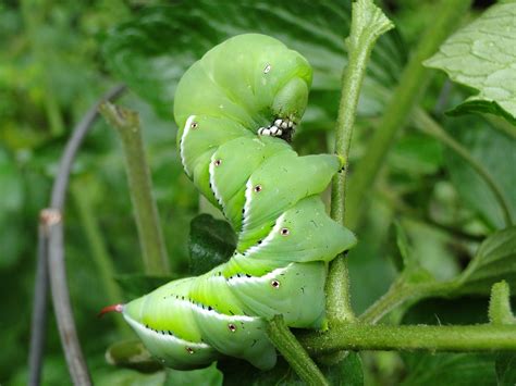 Tomato Hornworms | How to Identify and Prevent This Garden Killer