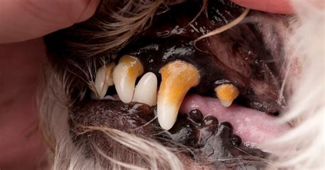 The Truth About Tartar Buildup on Your Dog’s Teeth – The Honest Kitchen