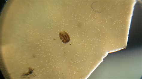 Image 80 of Bed Bug Shells Casings | loans-til-payday-industry