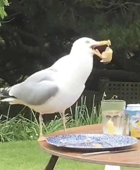 The Impy is getting birds of prey to help combat the rabid seagull problem