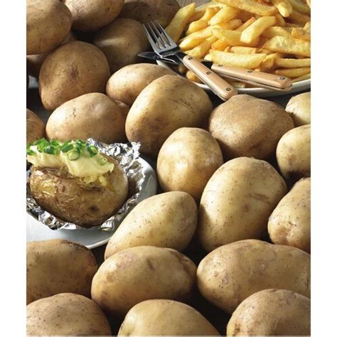 1 lb Kennebec Potato Plant (LB21612) at Lowes.com