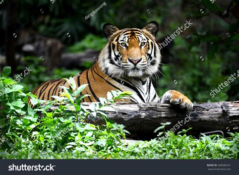 784,554 Tiger Images, Stock Photos & Vectors | Shutterstock