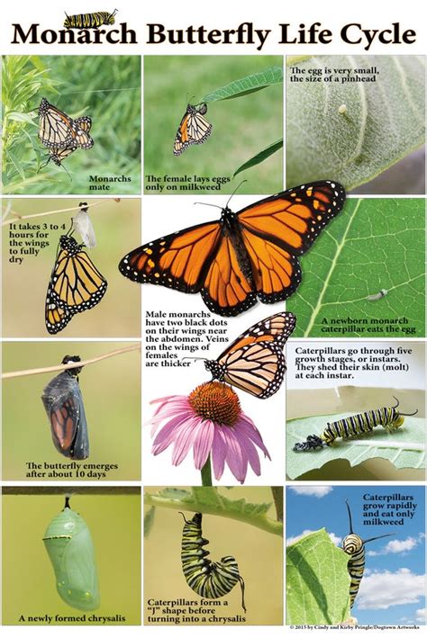 Life Cycle Of Monarch Butterfly Poster Homeschoolcreations Net - Vrogue