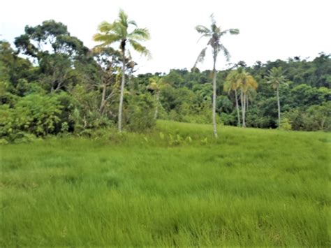 Freehold vacant land, Fiji | SouthPacificRealEstate