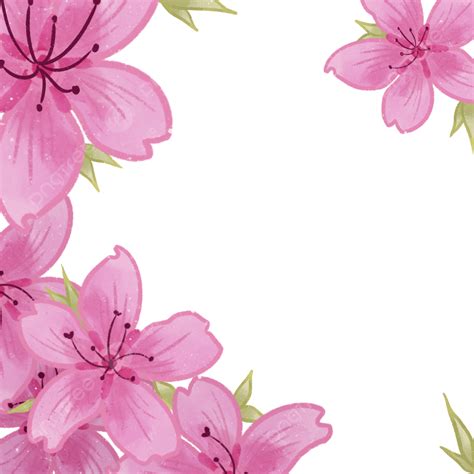 Pink Cherry Blossom Flower Background, Cherry Blossom, Flower Background, Floral PNG Transparent ...