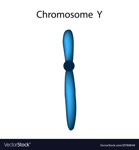 Structure chromosome y infographics Royalty Free Vector