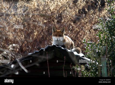 Fox in garden Stock Photo - Alamy