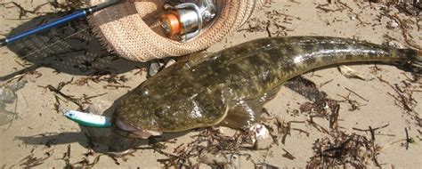 Flathead - Fishing Cairns