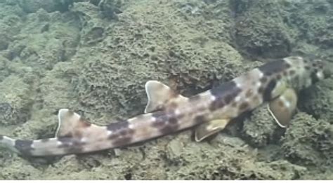 Sharks Have Evolved To Walk: New Walking Shark Species Found Off Australian Coast