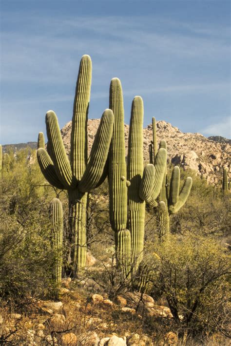 10 Tucson Attractions That You Can’t Miss! - Be My Travel Muse