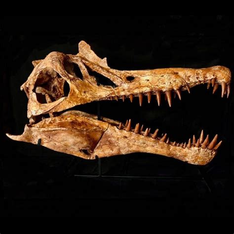 Spinosaurus Dinosaur Skull (CAST) – SkullStore Inc.