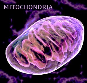 Mitochondrial DNA - Ascension Glossary